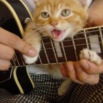 guitarcat