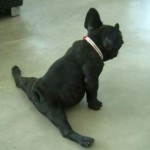 DogSplits